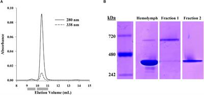 Protein-Level Evidence of Novel β-Type Hemocyanin and Heterogeneous Subunit Usage in the Pacific Whiteleg Shrimp, Litopenaeus vannamei